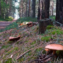 Лес Локса купить квартиру в городе Локса Эстония