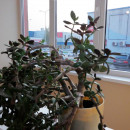 в аренду квартира, 3 комнатная - Маарду