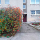 Квартира аренда однокомнатная Копли