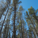 Продаётся участок земли хозяйственного назначения - остров Хийумаа