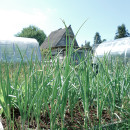 Сохраните капитал и наслаждайтесь: Купите участок по сниженной цене! Narva